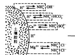 施用碳酸氫銨為什么要強(qiáng)調(diào)深施覆土？