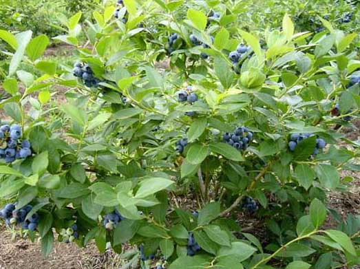 藍(lán)莓種植技術(shù)