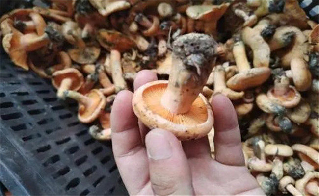白蔥牛肝菌的生長(zhǎng)環(huán)境