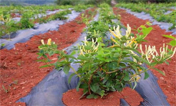 金銀花栽植時間