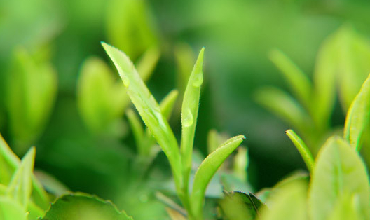 茶樹栽培技術(shù)