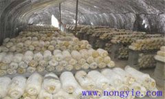 平菇生長(zhǎng)環(huán)境要求 平菇對(duì)溫度、水分和濕度要求