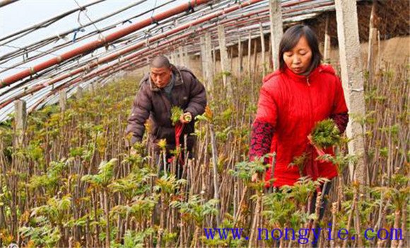 香椿大棚種植技術(shù)要點