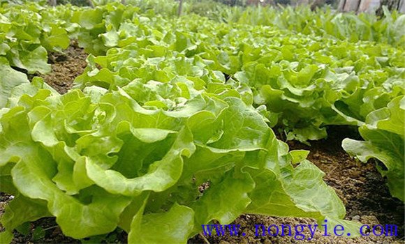 生菜種植對球境條件有什么要求