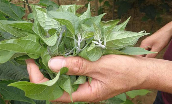 芝麻打葉子對(duì)芝麻有沒(méi)有影響