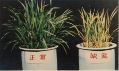 氮、磷、鉀對(duì)植物的作用分別是什么