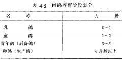 肉鴿的飼養(yǎng)管理方法