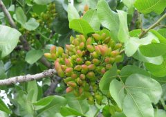 開心果種植技術(shù)