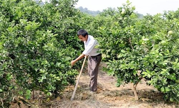 擴(kuò)穴改土，搞好肥水管理