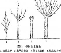 什么是柳樹(shù)頭木作業(yè) 怎樣施行？