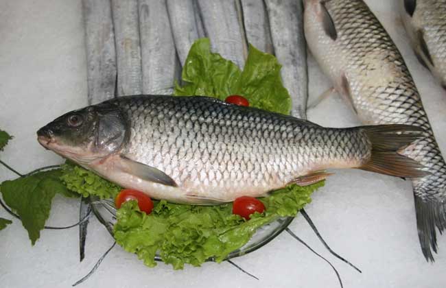 鯉魚(yú)的功效與作用