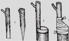 果樹(shù)劈接的方法與步驟及其技術(shù)要點(diǎn)