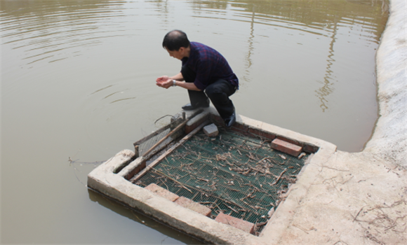 養(yǎng)魚(yú)水質(zhì)不好怎么辦