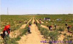 種植枸杞怎樣進(jìn)行土壤與施肥的管理？