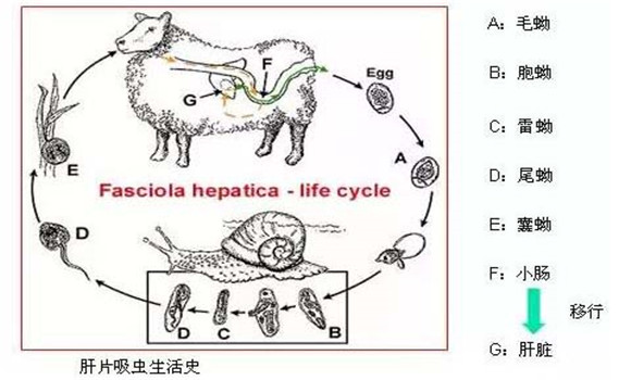 羊肝片吸蟲病傳染嗎？