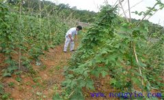 種植葛根如何管理？葛根田間管理技術(shù)要點(diǎn)