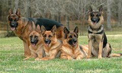 肉犬有哪些品種，肉犬養(yǎng)殖和管理有哪些要求