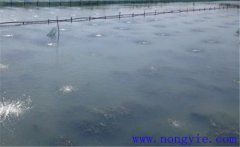 怎樣為魚塘增加氧氣，給魚塘增氧有幾種方法？