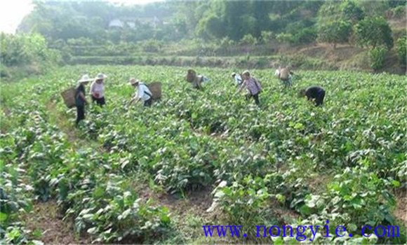 綠豆栽培管理技術要點