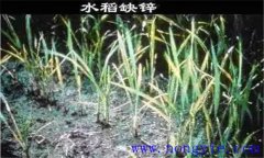 水稻缺鋅會(huì)導(dǎo)致僵苗，水稻缺鋅怎么辦？