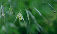 燕麥種植時間，燕麥什么時間種植