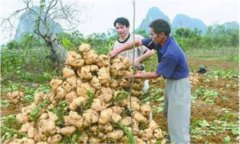 豆薯如何種植，豆薯種植與栽培技術(shù)