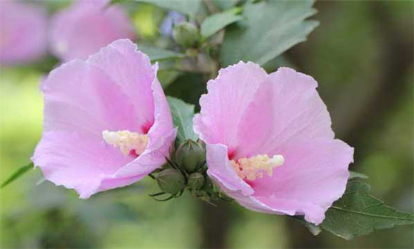 木槿花的栽培技術(shù)