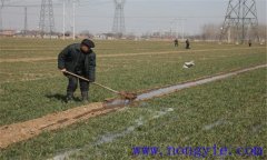 小麥冬灌時(shí)間是什么時(shí)候？小麥澆冬水的作用