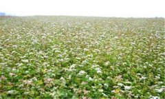 蕎麥種植管理技術 蕎麥實現(xiàn)高產的栽培方法