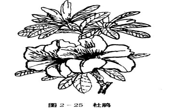 怎樣養(yǎng)杜鵑花，杜鵑花怎么養(yǎng)