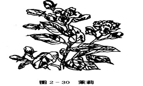 茉莉花種植技術(shù)，如何種植茉莉花