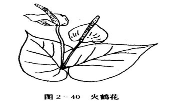 火鶴花怎么養(yǎng)，怎么養(yǎng)火鶴花效果好