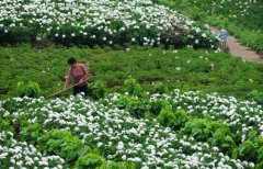 白芍種植技術(shù)、方法與主要步驟