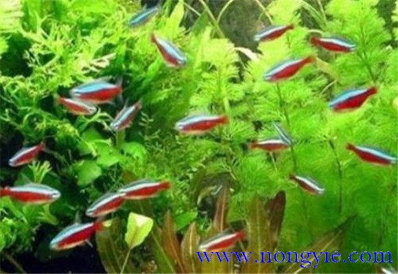 紅綠燈魚怎么養(yǎng)，紅綠燈魚的仔魚如何管理