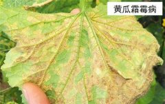 黃瓜病蟲害防治：黃瓜霜霉病、白粉病、紅蜘蛛