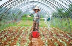 菜豆栽培時間與技術(shù)要點、病蟲害防治