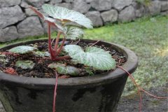 如何盆栽虎耳草，虎耳草盆栽關(guān)鍵技術(shù)解密