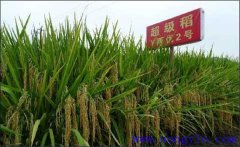 超級稻最高產量是多少 超級稻和普通水稻的區(qū)別