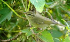 柳鶯鳥愛(ài)吃什么 柳鶯鳥的飼養(yǎng)方法 公母怎么區(qū)別