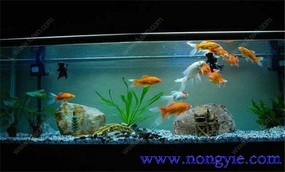 怎樣飼養(yǎng)金魚，飼養(yǎng)金魚注意事項和技術(shù)要點