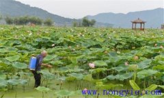 荷花病蟲(chóng)害有哪些 荷花病蟲(chóng)的防治方法