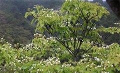 種植油桐樹的經(jīng)濟(jì)價值有哪些 油桐樹的栽培管理