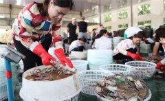 梭子蟹一般在幾月份上市，怎樣挑選肥的梭子蟹