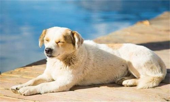 怎樣養(yǎng)好老齡犬，養(yǎng)殖老齡犬應(yīng)注意哪些問題