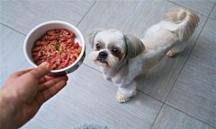 犬飼料中為何要添加鐵、銅等微量元素