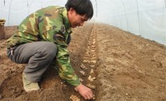 生姜的種植密度是多少？生姜浸種消毒新配方