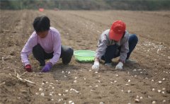 大蒜什么時(shí)間種植，如何掌握大蒜種植深度？