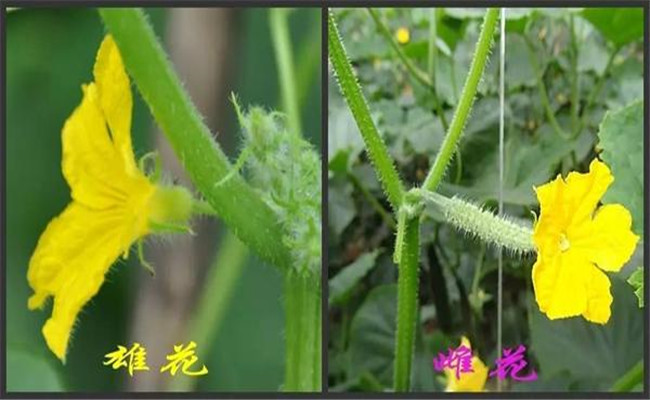 黃瓜開雄花后多久開雌花