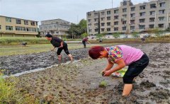 記住西瓜種植的訣竅，可讓西瓜大圓甜掉牙！