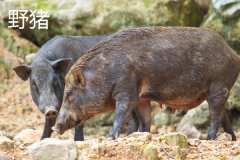 野豬一般幾點出來活動，野豬和疣豬哪個更厲害